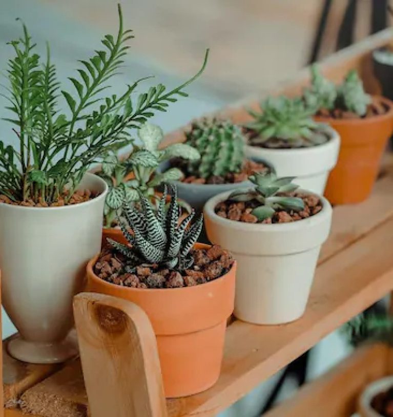 How to take care for Indoor Plants : Cultivating Greenery within Your Home